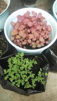 Red spinach Amaranthus tricolor-variety Blitum rubrum that just grows from seedlings in the yard in pots photo