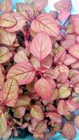 Red spinach Amaranthus tricolor-variety Blitum rubrum that just grows from seedlings in the yard in pots photo