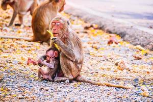 Monkey family and mother and baby animal wildlife in nature