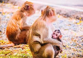 Monkey family and mother and baby animal wildlife in nature