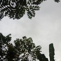 Silhouette of a tree branch on sky background photo