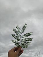 hand holding a leaf photo