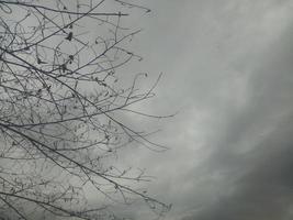 Silhouette of a tree branch on sky background photo