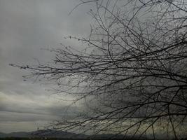silueta de una rama de árbol en el fondo del cielo foto