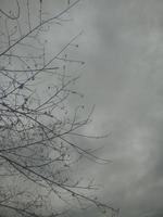 Silhouette of a tree branch on sky background photo