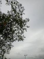 Silhouette of a tree branch on sky background photo