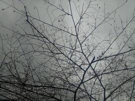 silueta de una rama de árbol en el fondo del cielo foto