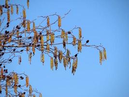 Catkins and cones on hazel tree branches photo