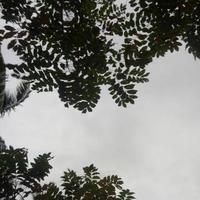 Silhouette of a tree branch on sky background photo