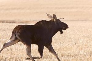 Young Bull Moose running in prairie field photo