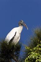 Wood Stork perched in Florida tree photo