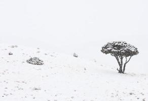 parque de yellowstone wyoming invierno nieve foto