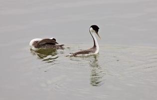 Western Grebe on Lake photo