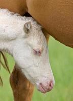 Horse and colt photo