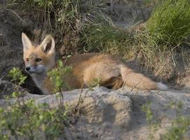 Young Fox Kit photo