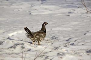 Urogallo en invierno foto