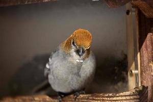 White-winged Crossbill in winter photo