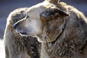 un viejo perro de depósito de chatarra foto