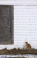 gato jengibre al lado del edificio de la granja foto