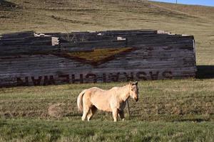 Horse in pasture with dismantled grain elevator in Readlyn photo