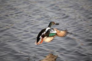 shoveler drake toma vuelo desde saskatchewan bache foto