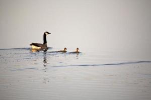 Canada Goose with goslings in Saskatchewan pothole photo