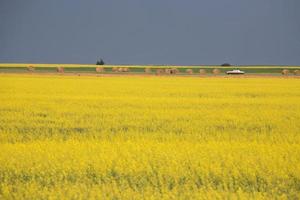 Canola crop in bloom in scenic Saskatchewan photo