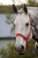 Gray horse looking over fence in Saskatchewan