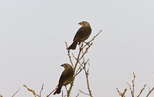 Female Brown Headed Cowbird photo