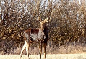 Young Bull Moose in prairie field photo