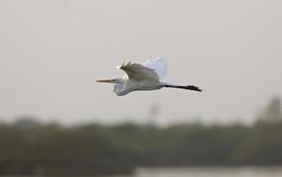 gran garceta blanca volando sobre las aguas de florida foto