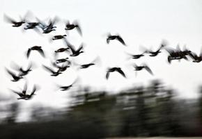 gansos de nieve panorámicos borrosos en movimiento foto