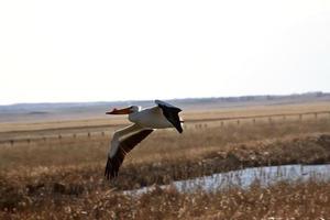 White Pelican in flight at Chaplin Lake Marsh photo