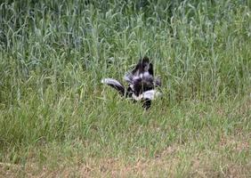 Family of striped skunks in scenic Saskatchewan photo