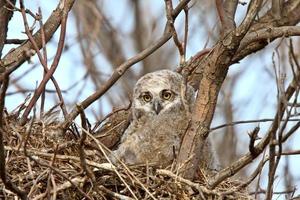 Great Horned Owl owlet in nest photo