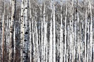 Aspen trees Saskatchewan in Winter photo