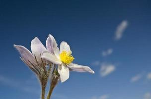 flor de azafrán de primavera foto