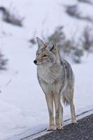 parque de yellowstone wyoming invierno snow coyote foto
