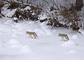 parque de yellowstone wyoming invierno snow coyote foto