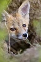 Young Fox Kit photo