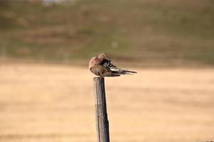 Mourning on fence post in Saskatchewan photo