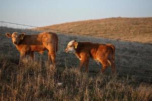 Two calves lit by low sunlight in Saskatchewan photo