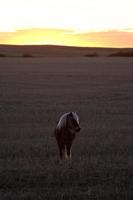 Shetland Pony in pasture during Saskatchewan sunset photo