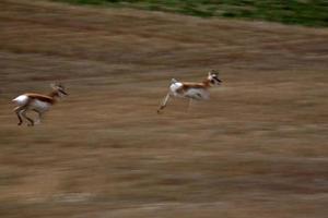 Pronghorn Antelopes running in a field in Saskatchewan photo