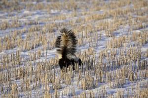 Skunk in snow covered field photo