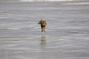 coyote con cola andrajosa corriendo sobre el hielo del lago foto