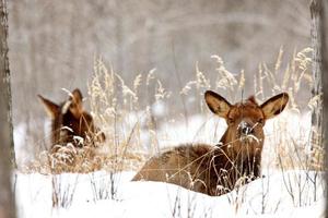 Elk in Winter Canada photo