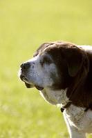 Saint Bernard dog on Hecla Island Manitoba photo