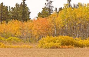 Fall Autumn colors trees Manitoba Canada photo