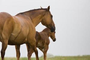 dam with foal photo